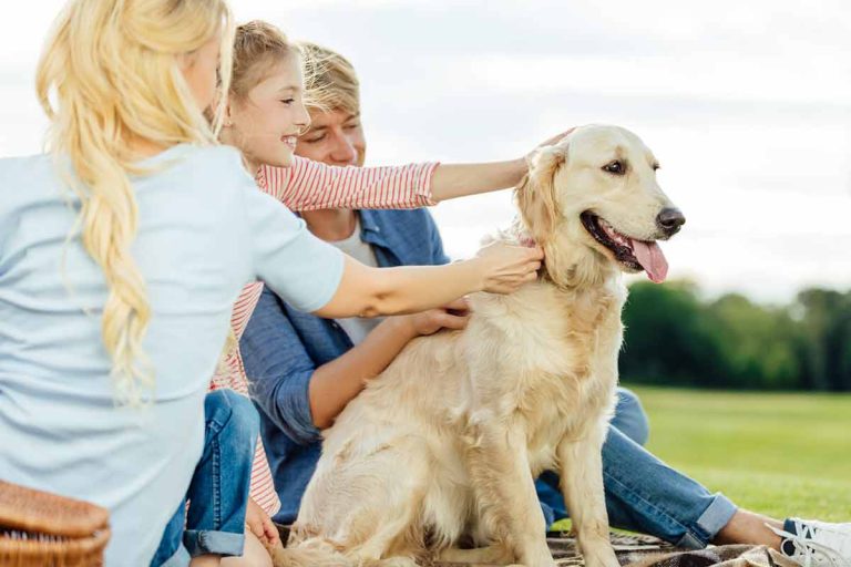 Les 10 races de chiens fantastiques les plus adaptées aux familles