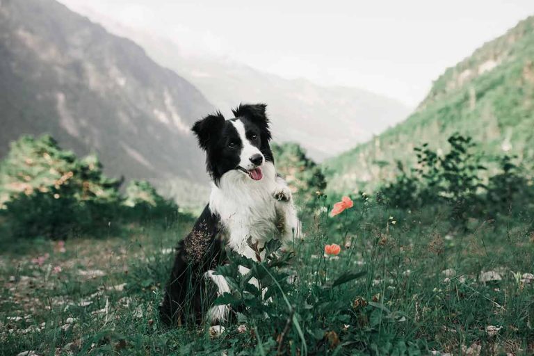 Les races de chien qui adorent les activités en plein air