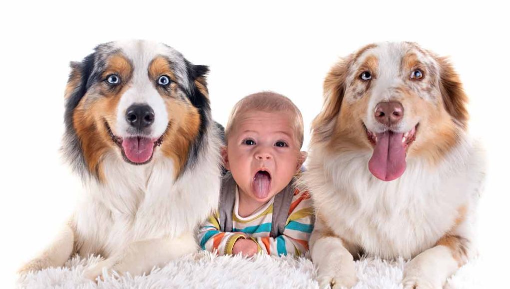 races de chien qui ont une affection naturelle pour les nouveau-nés