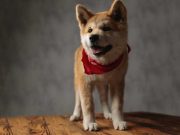 Les chiens qui n’aiment pas les câlins mais sont affectueux à leur façon chiens qui n'aiment pas les câlins