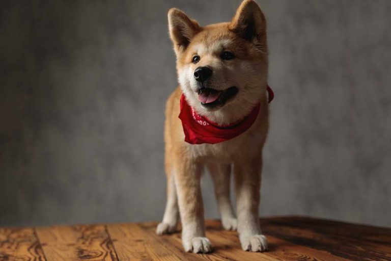 Les chiens qui n’aiment pas les câlins mais sont affectueux à leur façon