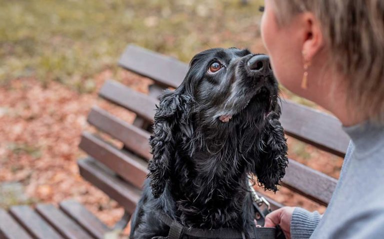 Les races de chien qui adorent être enlacées par leur maître