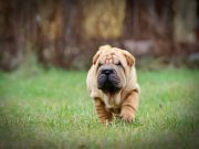 Les races de chiens qui ont un caractère de cochon races de chiens qui ont un caractère de cochon