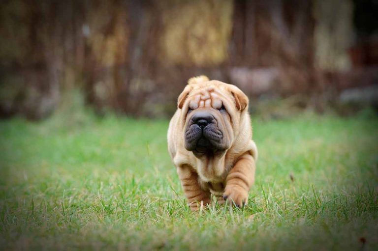 Les races de chiens qui ont un caractère de cochon