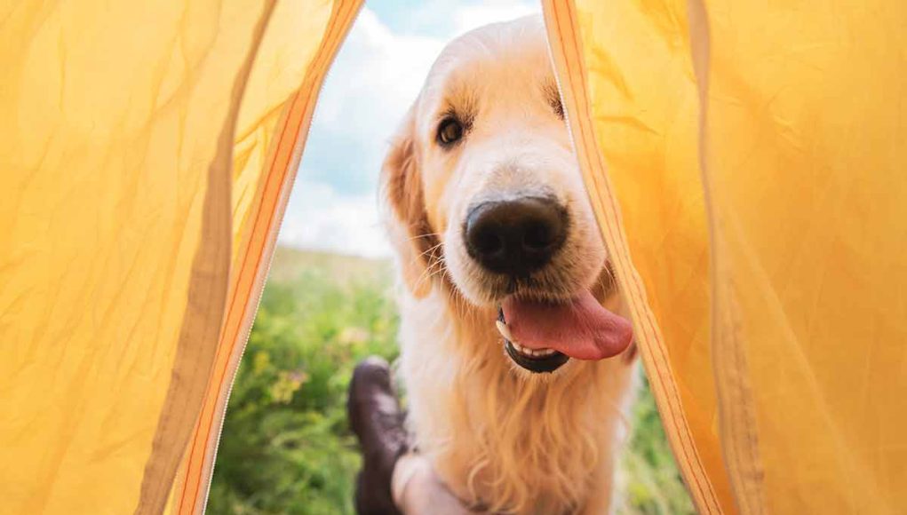 races de chien qui font les meilleurs compagnons de camping
