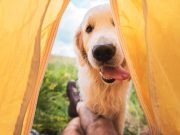 Les races de chien qui font les meilleurs compagnons de camping races de chien qui font les meilleurs compagnons de camping