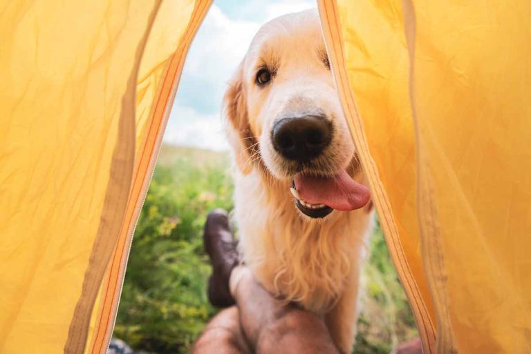 Les races de chien qui font les meilleurs compagnons de camping