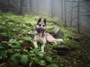 Les races de chien qui sont les plus courageuses races de chien qui sont les plus courageuses