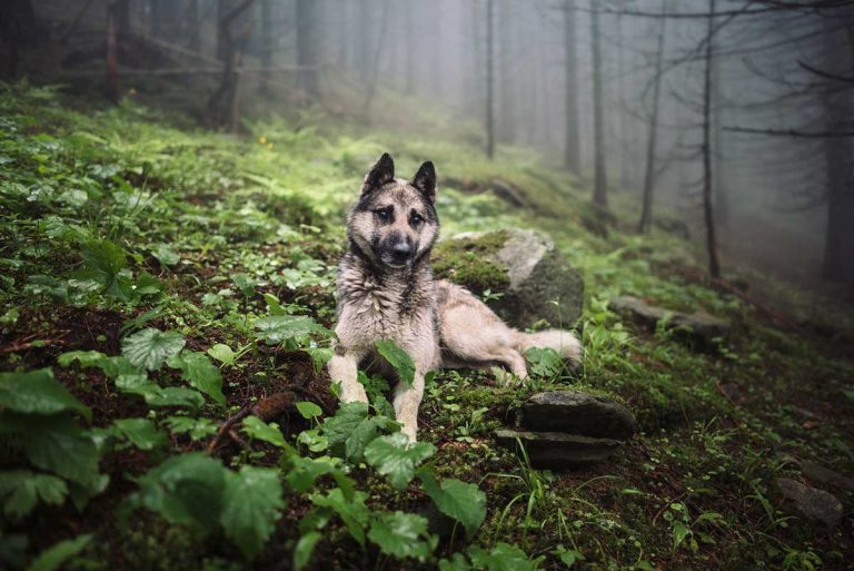 Les races de chien qui sont les plus courageuses