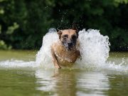 Les extraordinaires races de chiens de berger races de chiens de berger
