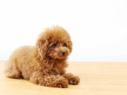 Les meilleures races de chiens de compagnies pour séniors