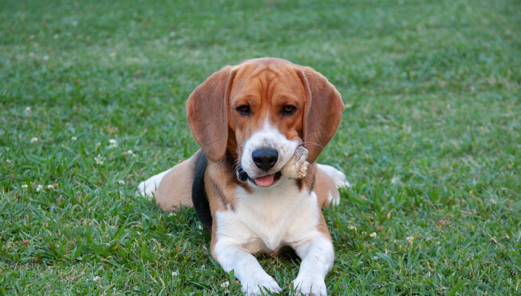 races de chiens qui sont les meilleurs détecteurs d'odeurs