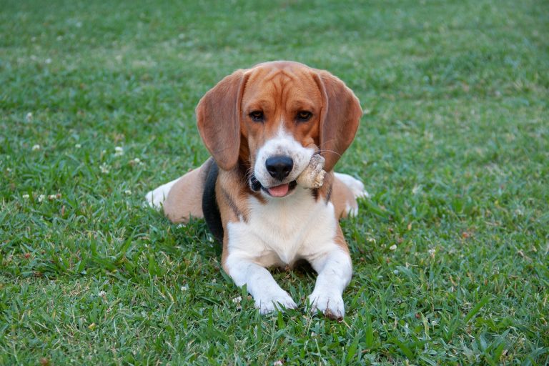 Les races de chiens qui sont les meilleurs détecteurs d’odeurs