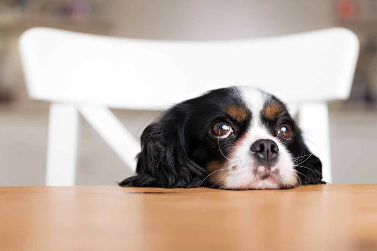 Les 8 races de chien qui sont les plus discrètes et silencieuses