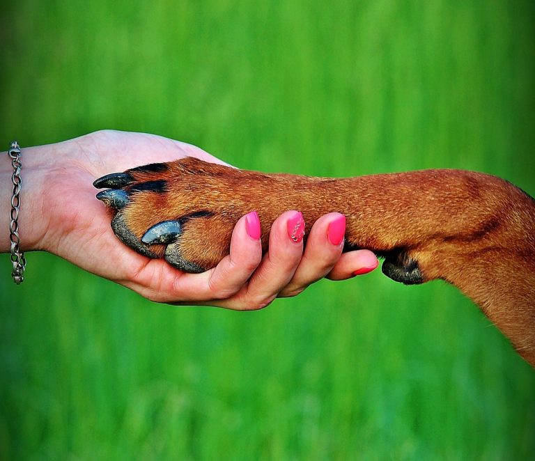 Les races de chien qui adorent la routine quotidienne de leur propriétaire