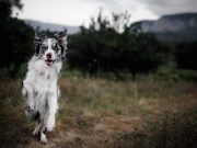 Les races de chien qui aiment s’évader, faire des fugues races de chien qui aiment s’évader, faire des fugues
