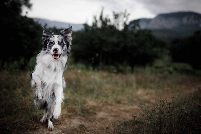 Les races de chien qui aiment s’évader, faire des fugues
