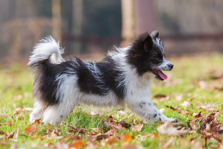 Les 8 races de chien qui sont les plus expressives avec leur queue