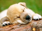 Les races de chien qui sont les plus flemmardes, de vraies paresseuses races de chien qui sont les plus flemmardes