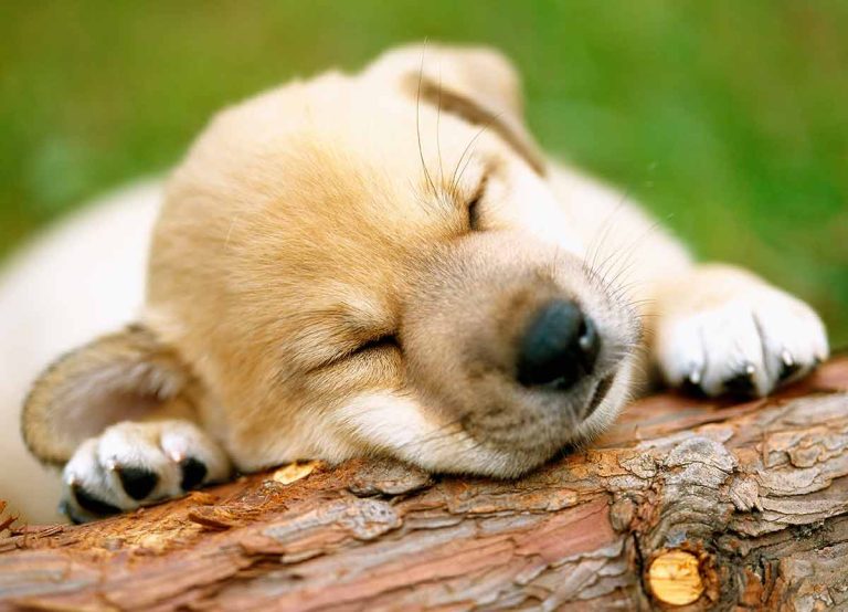 Les races de chien qui sont les plus flemmardes, de vraies paresseuses