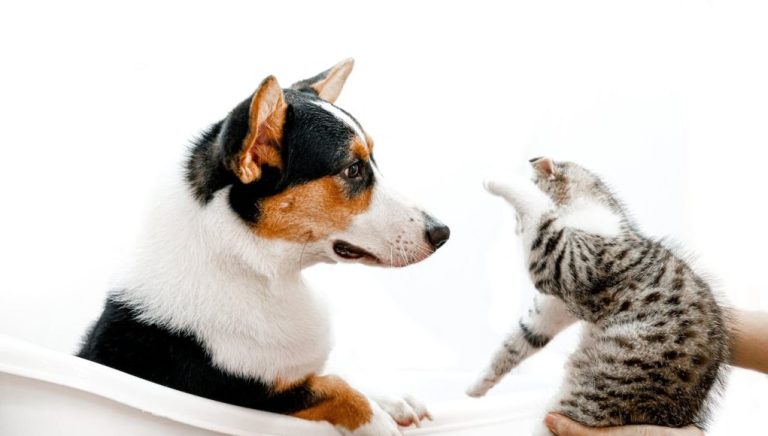 Les races de chien qui sont incompatibles avec les chats