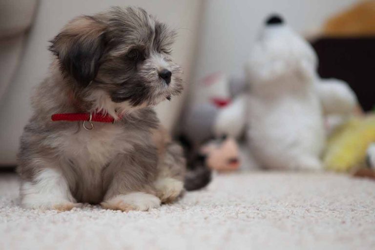 Les plus belles races de chiens mini, avec un immense coeur