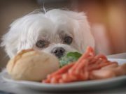 Les races de chien qui sont les moins gourmandes races de chien qui sont les moins gourmandes