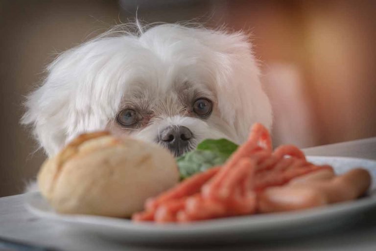 Les races de chien qui sont les moins gourmandes