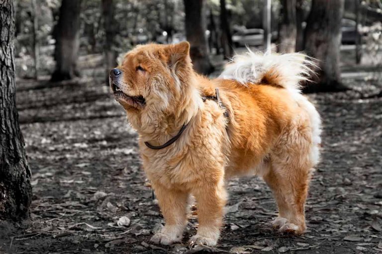 Les races de chiens les moins obéissantes : L’esprit libre canin