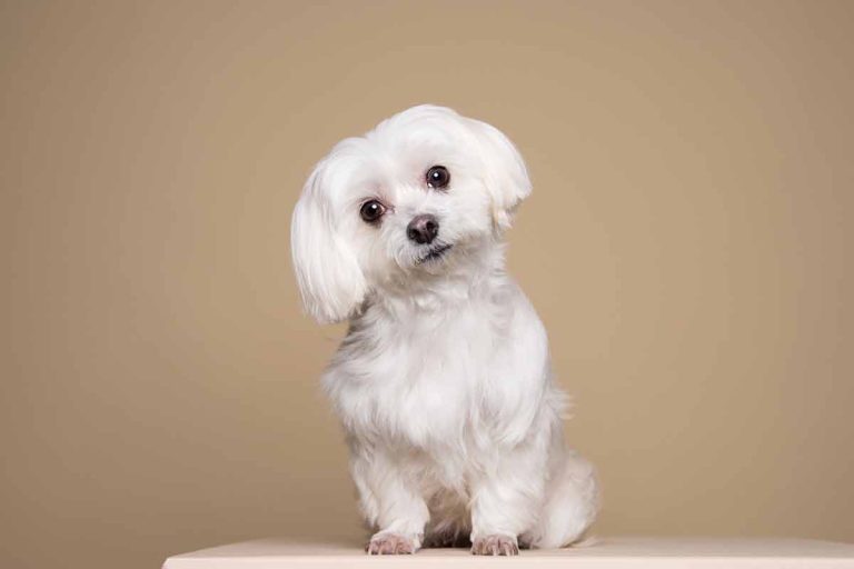 Les 5 superbes races de chiens au pelage blanc