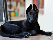 Les plus belles races de chien au pelage noir races de chien au pelage noir