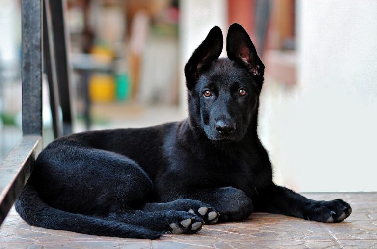 Les plus belles races de chien au pelage noir