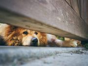 Les races de chien qui ont le plus peur de l’abandon, des cœurs sensibles races de chien qui ont le plus peur de l'abandon