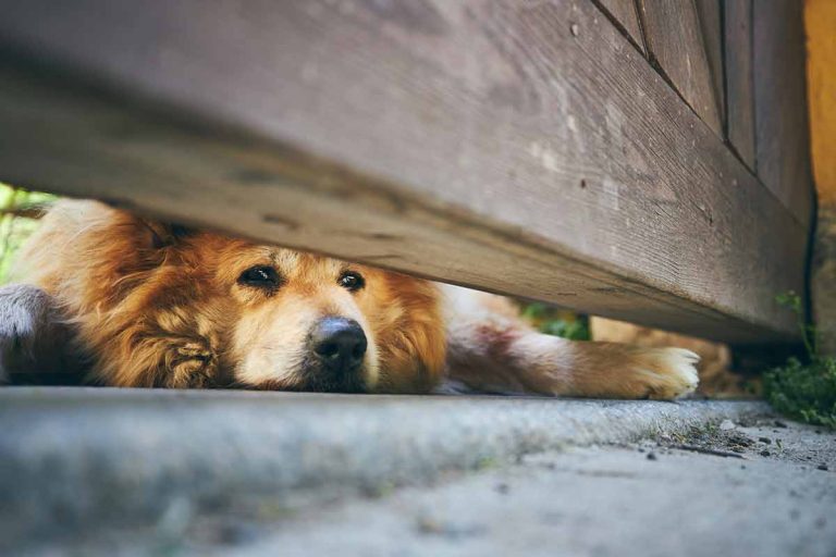 Les races de chien qui ont le plus peur de l’abandon, des cœurs sensibles