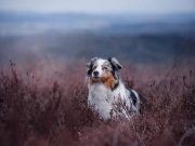 Les races de chien qui sont très polyvalentes, des compagnons tout-terrains races de chien polyvalentes