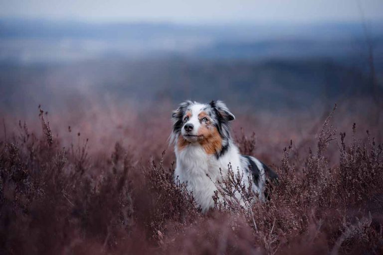 Les races de chien qui sont très polyvalentes, des compagnons tout-terrains