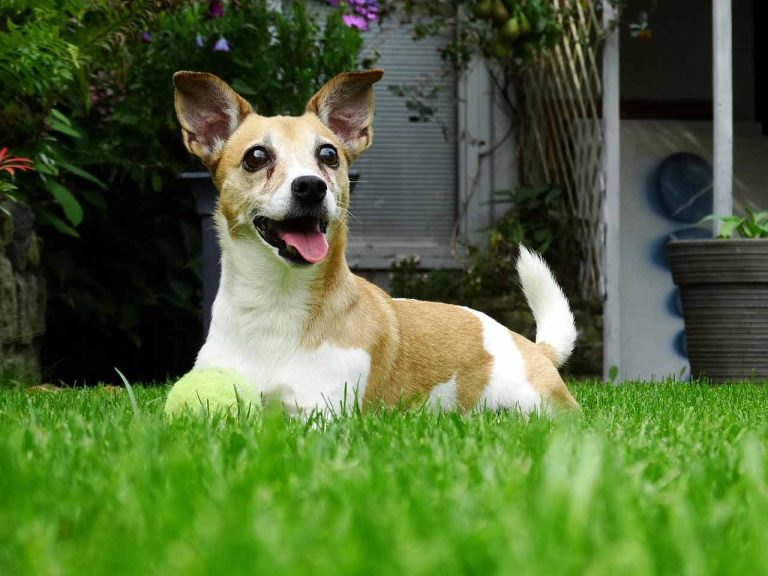 Les races de chiens qui ne se calment pas vraiment en prenant de l’âge