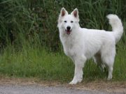 Les plus belles races de chien suisses