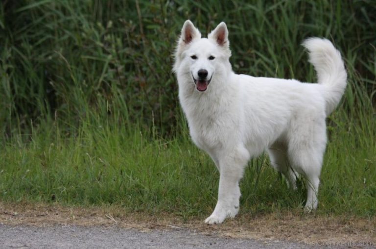 Les plus belles races de chien suisses