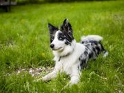 Les races de chien qui vénèrent le plus leur maitre races de chien qui vénèrent le plus leur maitre