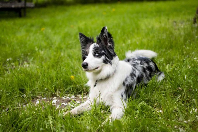 Les races de chien qui vénèrent le plus leur maitre