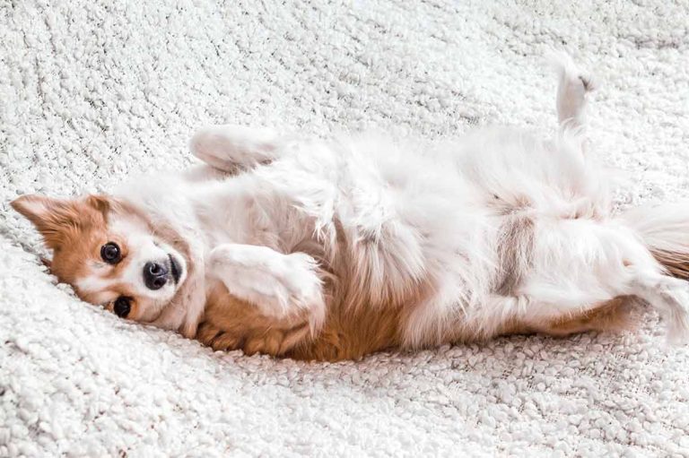 Les races de chien qui sont de vrais anges