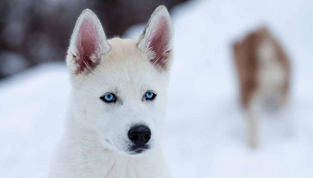 races de chien ont les yeux bleus topazes