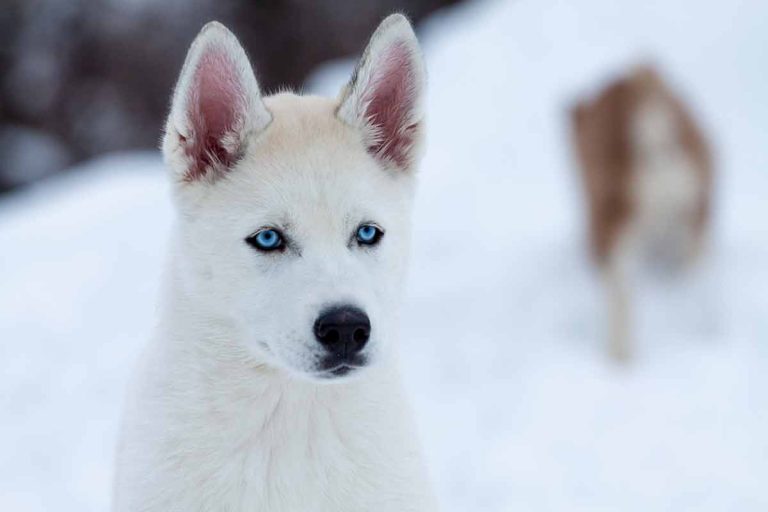 Quelles races de chien ont les yeux bleus topazes ?
