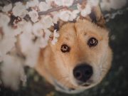 Les 9 races de chien qui n’ont d’yeux que pour leur maitre adoré races de chien qui n'ont d'yeux que pour leur maitre