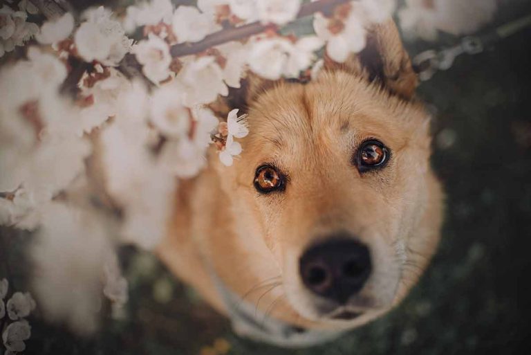 Les 9 races de chien qui n’ont d’yeux que pour leur maitre adoré