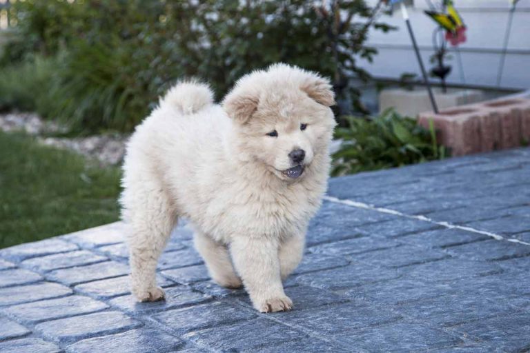 Les plus belles races de chiens chinois