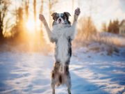 Les 5 races de chiens les plus incontrôlables, tourbillons à quatre pattes races de chiens les plus incontrôlables