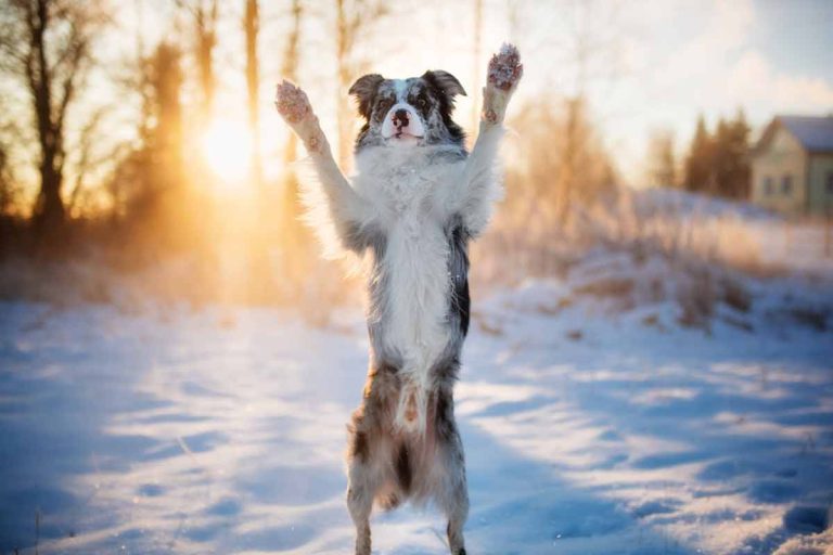 Les 5 races de chiens les plus incontrôlables, tourbillons à quatre pattes