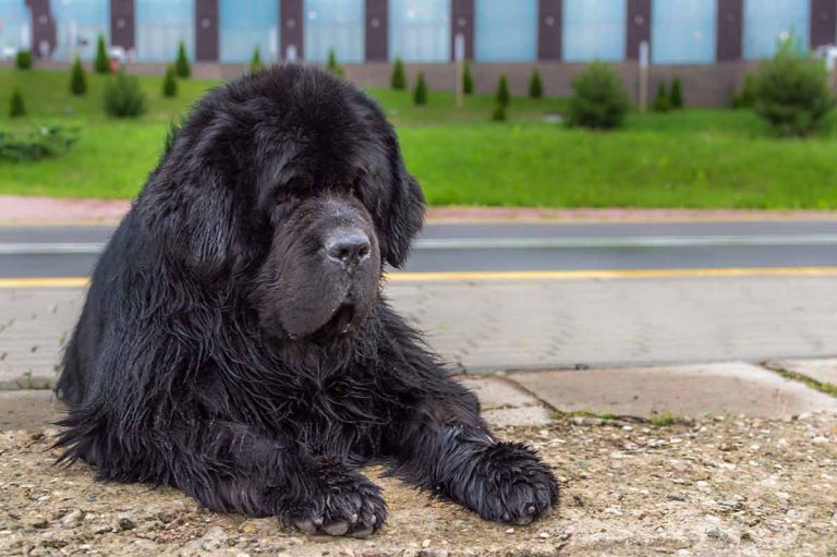 Les 5 races de chiens les plus grosses du monde
